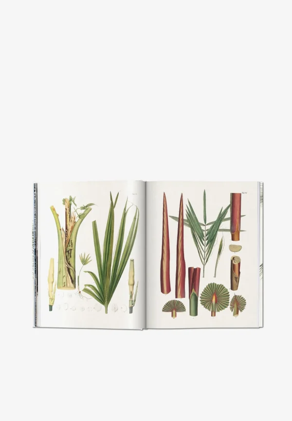 TASCHEN | Libro Book Of Palms-Hombre Mas Accesorios